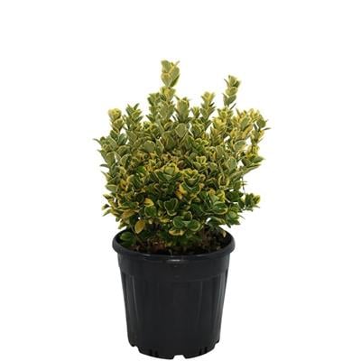 Taflan Altuni 20 Lt 40-60 cm