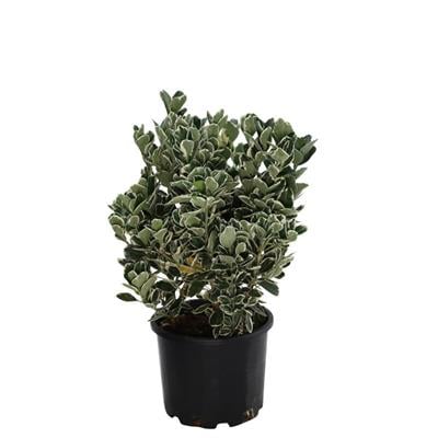 Taflan Cathy 40-60 Cm