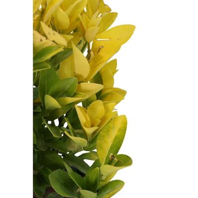 Taflan El Dorado 40-60 Cm