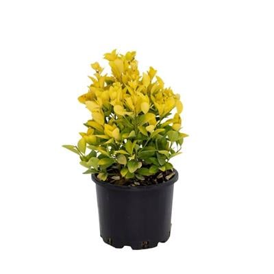 Taflan El Dorado 40-60 Cm