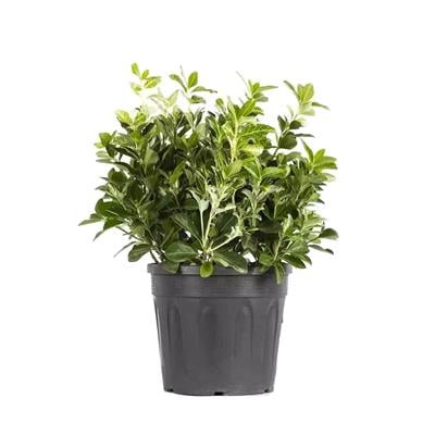 Taflan Pierrolino 20 - 30 Cm Yeşil