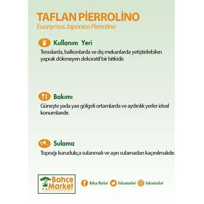 Taflan Pierrolino 20 - 30 Cm Yeşil