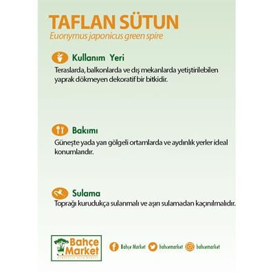 Taflan Sütun 30-40 Cm