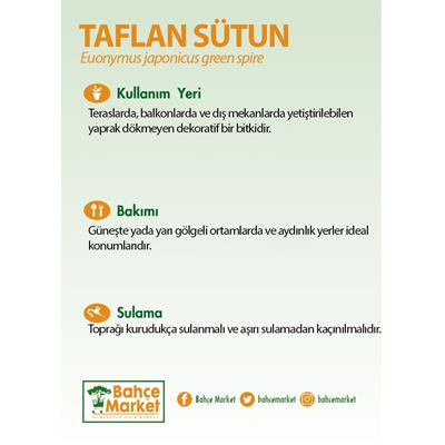 Taflan Sütun Bitkisi 10-20 Cm