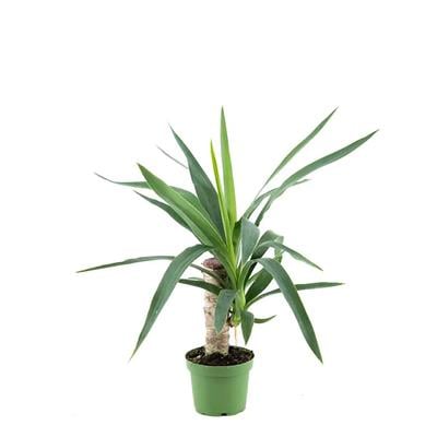 Yuka - Avize Çiçeği Tekli  30 Cm