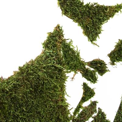 Teraryum Aranjman Atatürk Tablo