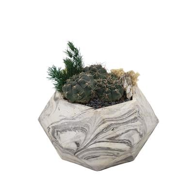 Terrarium (Teraryum) Aranjman-11