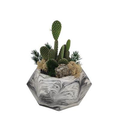 Terrarium (Teraryum) Aranjman-11