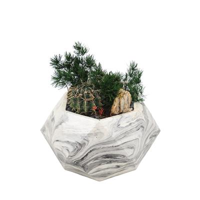 Terrarium (Teraryum) Aranjman-11