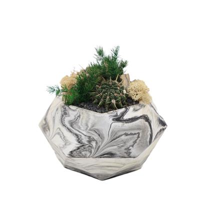 Terrarium (Teraryum) Aranjman-11