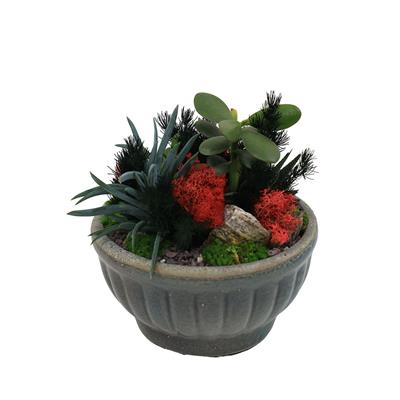 Terrarium (Teraryum) Aranjman