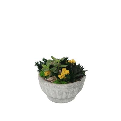 Terrarium (Teraryum) Aranjman