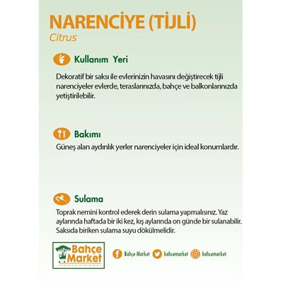 Tijli Narenciye Bitkisi - 2 Litre Saksı - Boy 30 40 Cm Yeşil