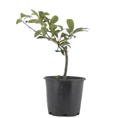 Tijli Narenciye Bitkisi - 2 Litre Saksı - Boy 30 40 Cm Yeşil