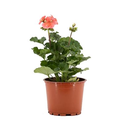 Top Sardunya Çiçeği Çap 14 Cm - Boy 10-20 Cm