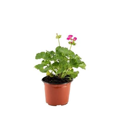 Top Sardunya Çiçeği Çap 14 Cm - Boy 10-20 Cm