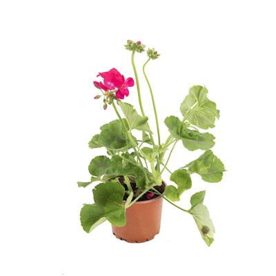 Top Sardunya Çiçeği Çap 14 Cm - Boy 10-20 Cm