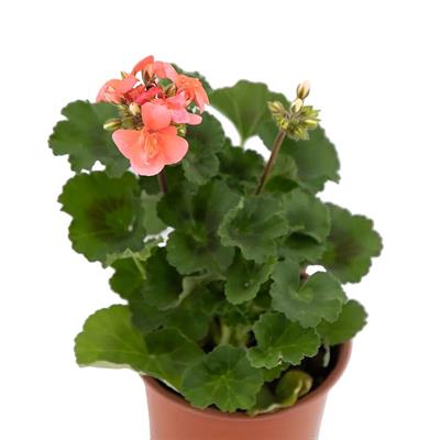 Top Sardunya Çiçeği Çap 14 Cm - Boy 10-20 Cm