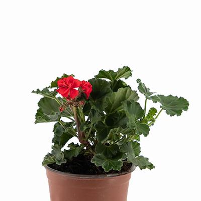 Top Sardunya Çiçeği Çap 14 Cm - Boy 10-20 Cm