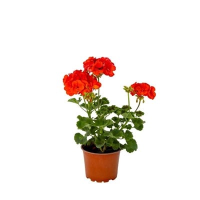 Top Sardunya Çiçeği Çap 14 Cm - Boy 10-20 Cm
