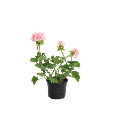 Top Sardunya Çiçeği Çap 14 Cm - Boy 10-20 Cm