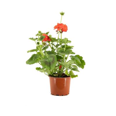 Top Sardunya Çiçeği Çap 14 Cm - Boy 10-20 Cm