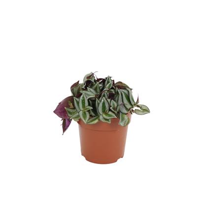 Tradescantia Zebrina (Telgraf Çiçeği) 10-20 Cm