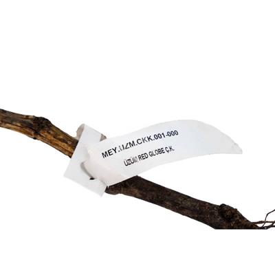 Üzüm Fidanı Red Globe Çıplak Kök