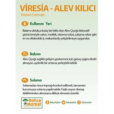 Viresia (Alev Kılıcı) Çiçeği 40-50 Cm