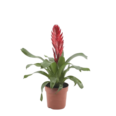 Viresia (Alev Kılıcı Çiçeği)