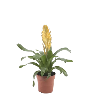 Viresia (Alev Kılıcı Çiçeği)