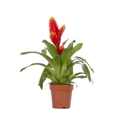 Viresia (Alev Kılıcı Çiçeği)