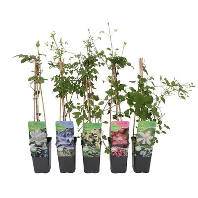 Yaban Asması Çiçeği