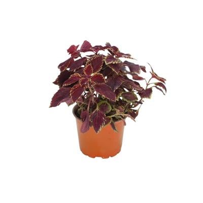 Yaprak Güzeli (Kolyos) 10-20 Cm