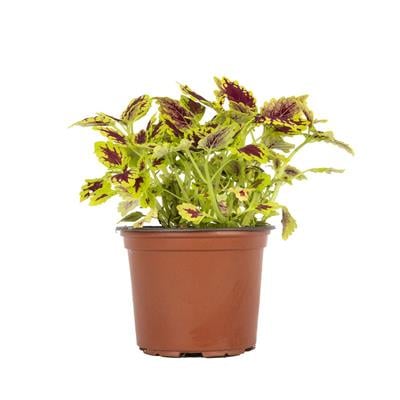 Yaprak Güzeli (Kolyos) 10-20 Cm