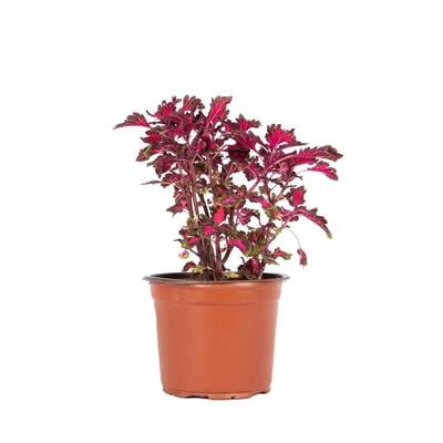 Yaprak Güzeli (Kolyos) 10-20 Cm