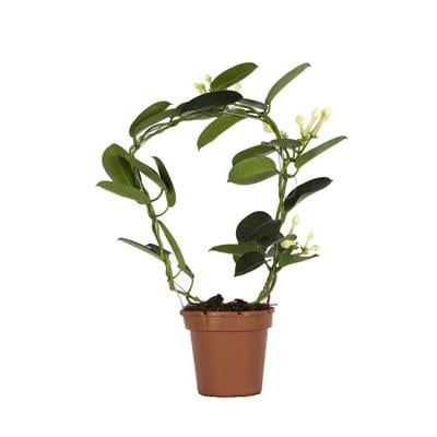 Yasemin Madagaskar 12 Çap