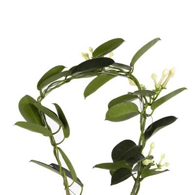 Yasemin Madagaskar 12 Çap