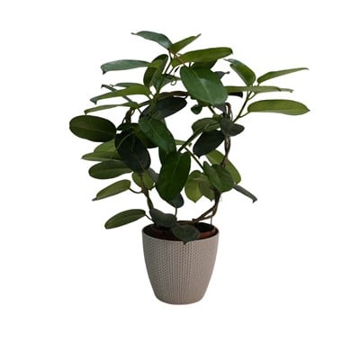 Yasemin Madagaskar 