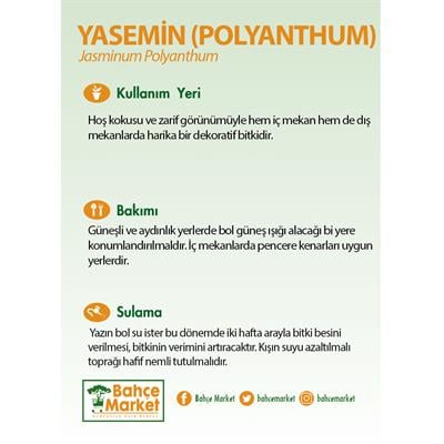 Yasemin ( Polyanthum ) 40-60 Cm Yeşil