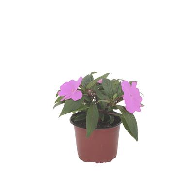 Yeni Gine Cam Güzeli Bitkisi