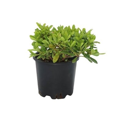 Yıldız Çalısı 10-20 Cm