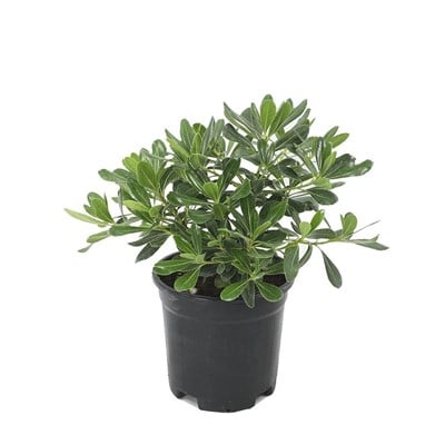 Yıldız Çalısı 10-20 Cm