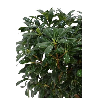 Yıldız Çalısı 30-40 cm