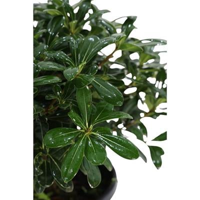 Yıldız Çalısı 30-40 cm