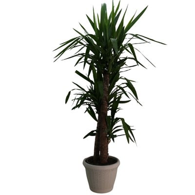 Yucca