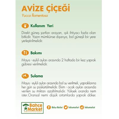 Yuka – Avize Çiçeği Bitkisi 2 Gövdeli Çap 21 Cm – Boy 60 – 80 Cm