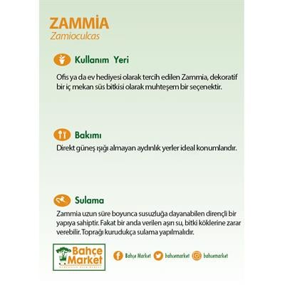 Zammia 60 - 80 Cm 17 Çap