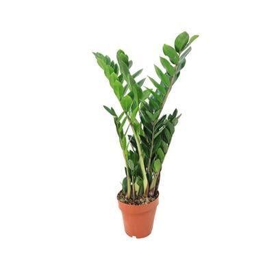 Zammia 60 - 80 Cm 17 Çap