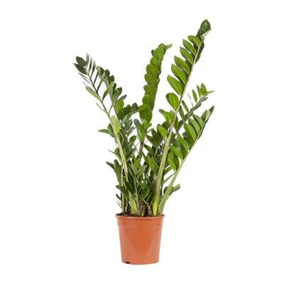 Zammia 80 - 100 Cm Yeşil